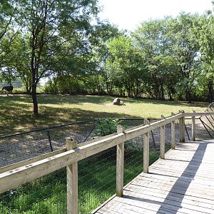 Ostrich/Watusi Cattle Exhibit