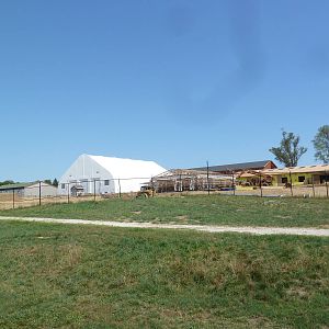 African Savanna (4-Species)