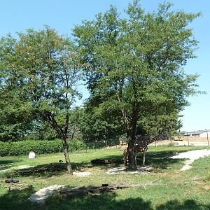 African Savanna (4-Species)