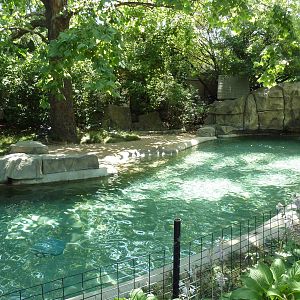 Magellanic Penguin Exhibit