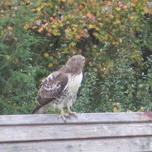 Red-Tailed Hawk