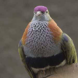 Superb fruit dove