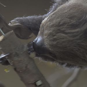 Two-toed sloth feeding