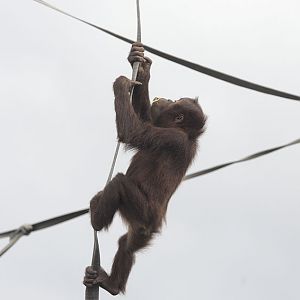 Sumatran orang utan climbing