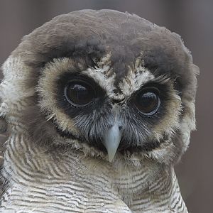 Brown wood owl