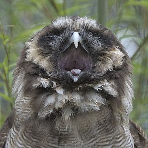 Brown wood owl yawning