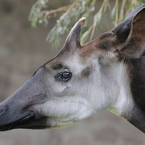 Okapi bull