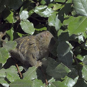 Pygmy marmoset