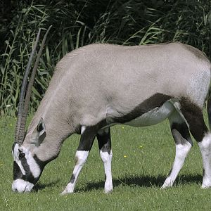 Gemsbok