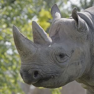 Black rhino bull