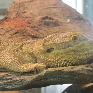 Ansonia Nature Center: Bearded Dragon