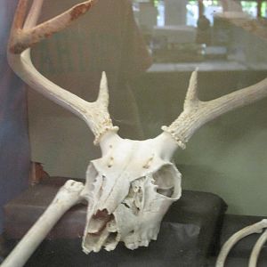 Ansonia Nature Center- Deer Skull