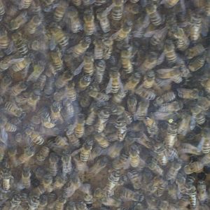 Ansonia Nature Center- Honeybees