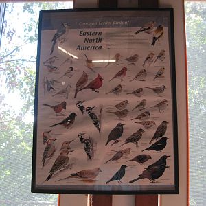 Ansonia Nature Center- Bird Guide