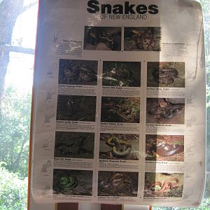Ansonia Nature Center- Snake Guide