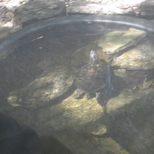 Ansonia Nature Center- Turtles