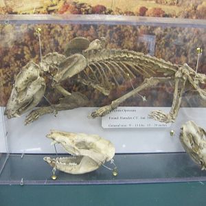 Ansonia Nature Center- Opossum Skeleton