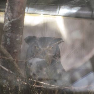 Ansonia Nature Center- Great Horned Owl