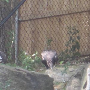 Alligator Alley- Black Vulture