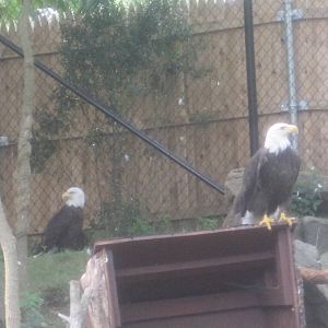 Alligator Alley- Bald Eagles