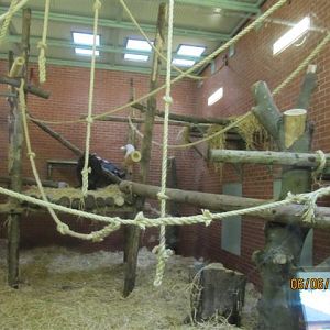 Adapted chimp indoor area in the ex-gorilla house 1