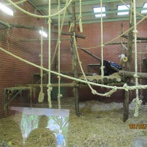 Adapted chimp indoor area in the ex-gorilla house 2