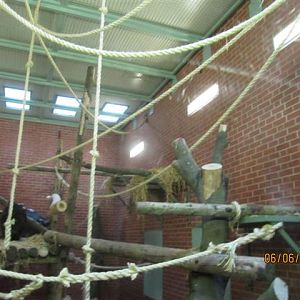 Adapted chimp indoor area in the ex-gorilla house 3
