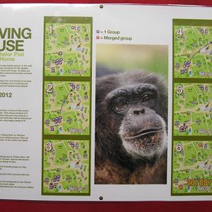 Main chimp moves poster