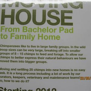 Close up of chimp poster 1