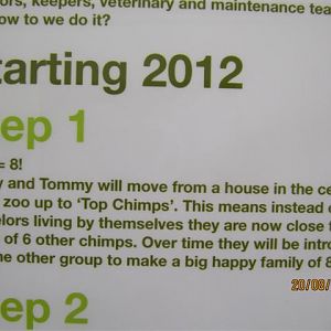Close up of chimp poster 2