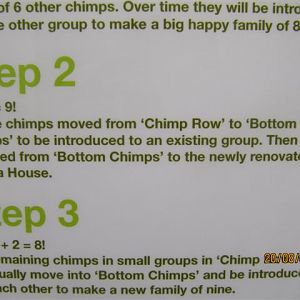 Close up of chimp poster 3