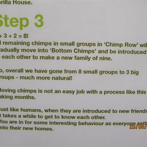 Close up of chimp poster 4