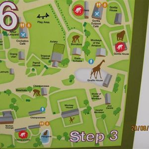 Close up of chimp poster 5