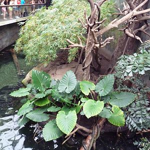 Lied Jungle - White-Handed Gibbon/Small-Clawed Otter Exhibit