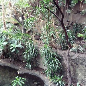 Lied Jungle - Spotted-Necked Otter Exhibit