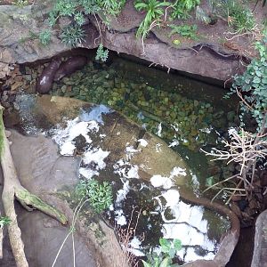 Lied Jungle - Pygmy Hippo Pool