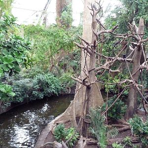 Lied Jungle - Blue Monkey/Pygmy Hippo Exhibit