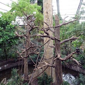 Lied Jungle - Blue Monkey/Pygmy Hippo Exhibit