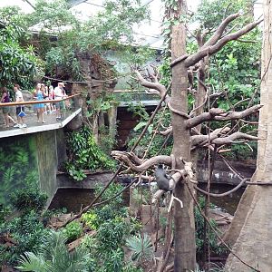 Lied Jungle - Blue Monkey/Pygmy Hippo Exhibit