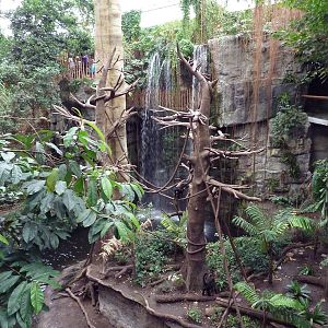 Lied Jungle - Spider Monkey/Baird's Tapir Exhibit