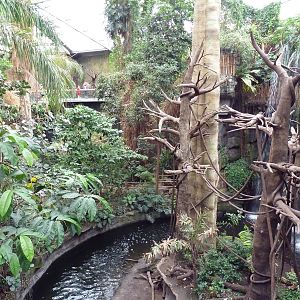 Lied Jungle - Spider Monkey/Baird's Tapir Exhibit