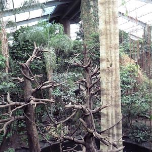 Lied Jungle - Spider Monkey/Baird's Tapir Exhibit