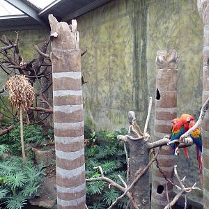Lied Jungle - Red-Backed Bearded Saki Monkey/Black Howler Monkey/Macaw Exhi
