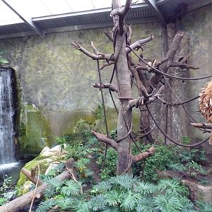 Lied Jungle - Red-Backed Bearded Saki Monkey/Black Howler Monkey/Macaw Exhi
