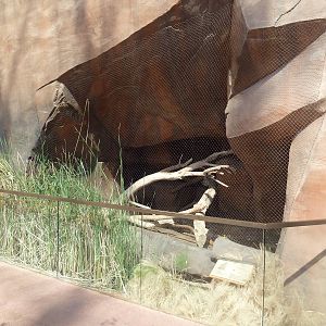 Desert Dome - Black-Footed Cat Exhibit (Atrociously Tiny)