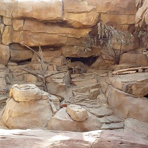 Desert Dome - Meerkat/Klipspringer Exhibit