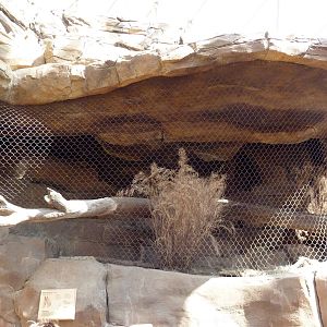 Desert Dome - Bat-Eared Fox Exhibit