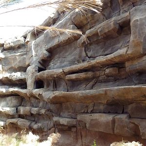 Desert Dome - Rock Hyrax Exhibits