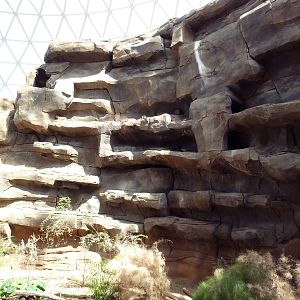 Desert Dome - Rock Hyrax Exhibits