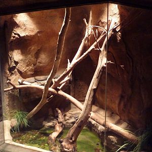 Desert Dome - Mertens' Water Monitor Exhibit